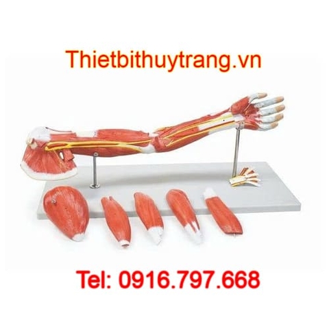 MÔ HÌNH GIẢI PHẪU HỆ CƠ XƯƠNG KHỚP CHI TRÊN NASCO LA00129