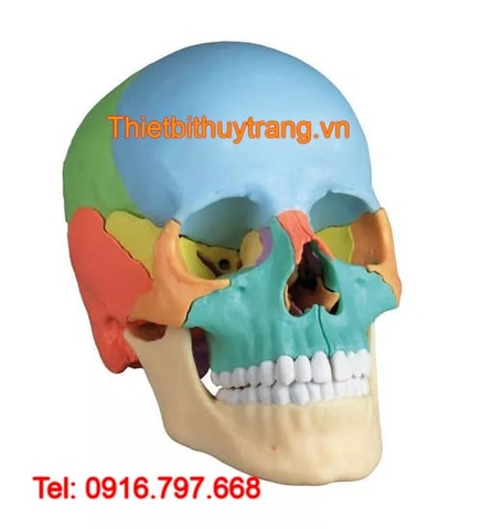 MÔ HÌNH GIẢI PHẪU HỘP SỌ NGƯỜI 22 PHẦN ERLER ZIMMER ĐỨC
