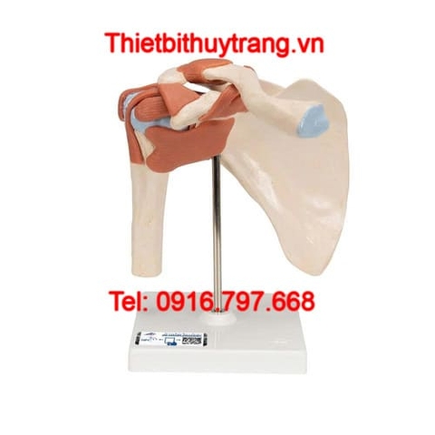 Mô Hình Giải Phẫu Khớp Bả Vai Cao Cấp 3B Scientific 1000162