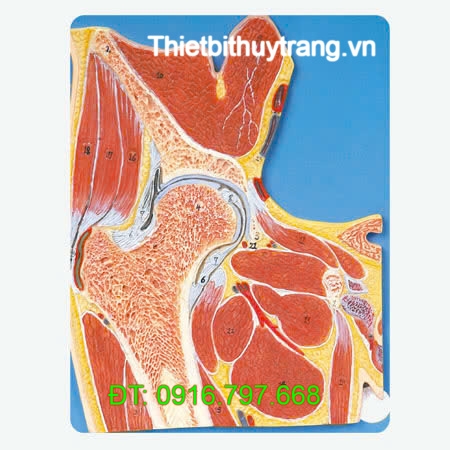 MÔ HÌNH GIẢI PHẪU MẶT CẮT KHỚP HÔNG GD/A11205