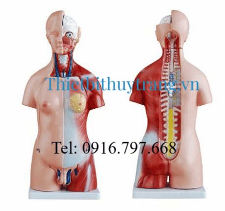 Mô Hình Giải Phẫu Người Bán Thân 45 Cm Lưỡng Tính 23 Phần