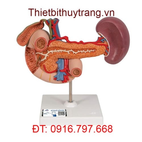 MÔ HÌNH KHỐI TÁ TUỴ VÀ LÁ LÁCH 1000309 3B SCIENTIFIC