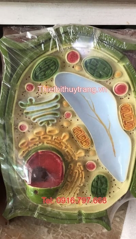 Mô Hình Tế Bào Động Vật