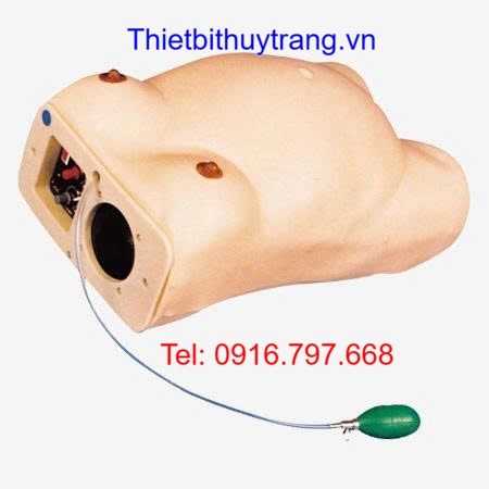 Mô Hình Thăm Khám Thai Và Nghe Tim Thai Cao Cấp GD/FW2