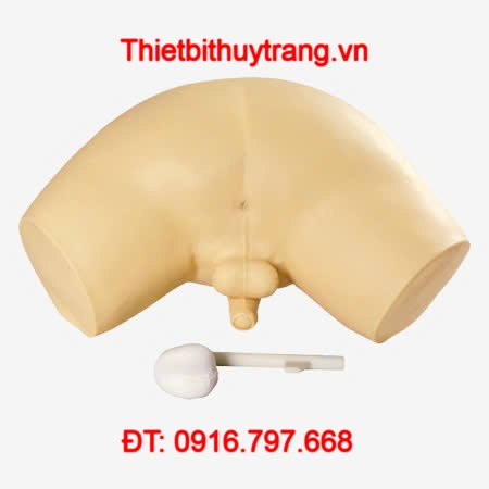 MÔ HÌNH THỰC HÀNH THĂM KHÁM TUYẾN TIỀN LIỆT GD/L63