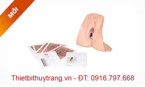 MÔ HÌNH THỰC TẬP PHỤC HỒI CƠ THẮT HẬU MÔN LIMBS & THINGS 61102