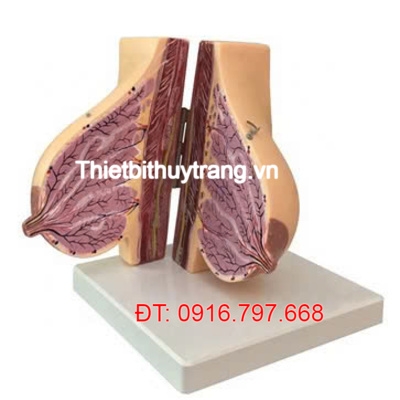 MÔ HÌNH TUYẾN VÚ NỮ GIỚI