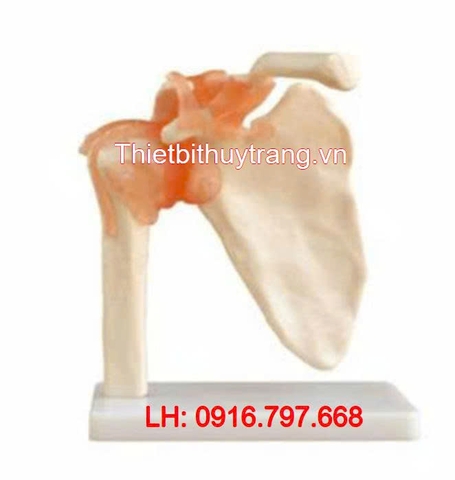 Mô Hình Xương Khớp Vai Kích Thước Thật
