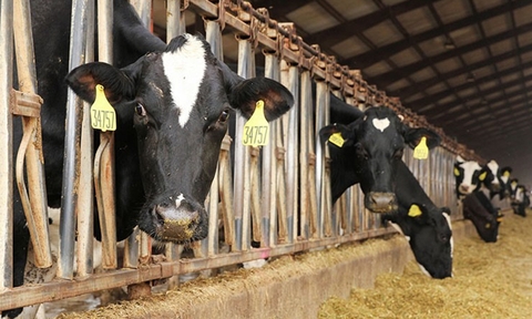 Nguồn cung đậu tương từ Mỹ và tác động tới ngành chăn nuôi Việt Nam