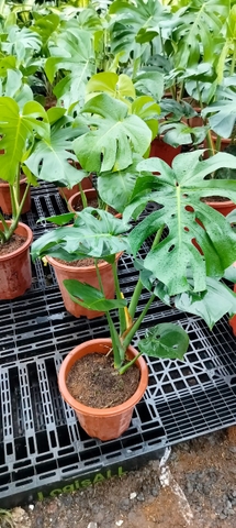 Monstera-chậu nhựa-size lá 25cm