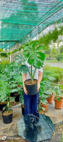 Monstera-chậu nhựa-size lá 40cm