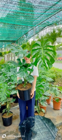 Monstera-chậu nhựa-size lá 50cm