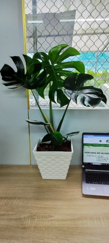 Monstera-chậu nhựa vuông -size lá 30-35cm