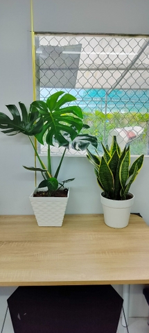 Combo Monstera-lưỡi hổ-chậu nhựa-size lá 30-35cm