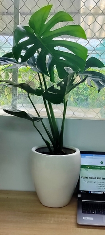Monstera-chậu sứ -size lá 30-35cm