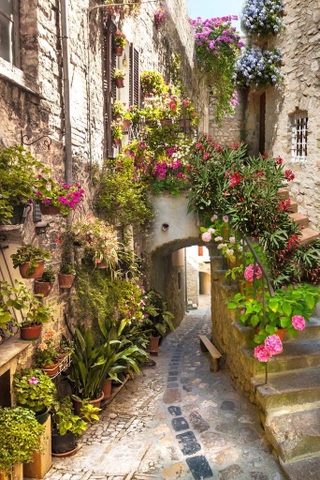 5 facts thú vị về hoa Hồng có thể bạn chưa biết