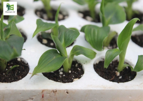 Combo Chuối Mini (Chuối Cấy Mô)