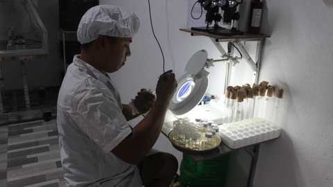 Phục Tráng Cây Giống