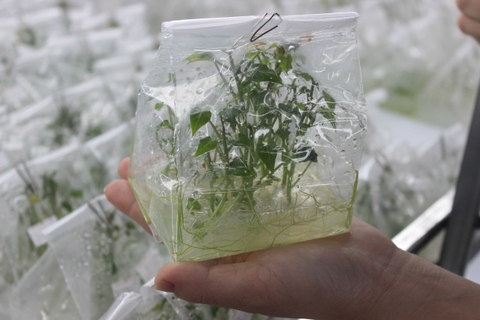 Vỉ Khoai Lang Tím Úc 112 cây