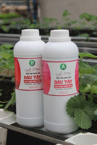 Combo 2 chai 1Lít Dinh Dưỡng AB Cho Dâu Tây giai đoạn nuôi Trái