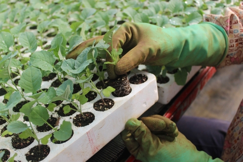 Khay Xốp Ươm Cây