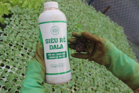 Siêu Rễ DALA- Sản Phẩm Chuyên Dụng Cho Cây Khoai Lang