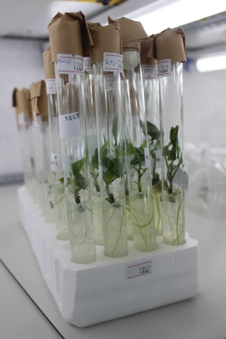 Gia Công Cây Giống Ống Nghiệm