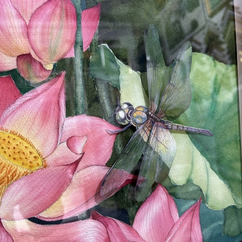 Tranh màu nước hoa sen