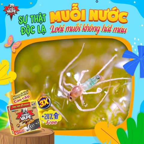 SỰ THẬT ĐỘC LẠ: CÓ MỘT LOÀI MUỖI… KHÔNG HÚT MÁU?!