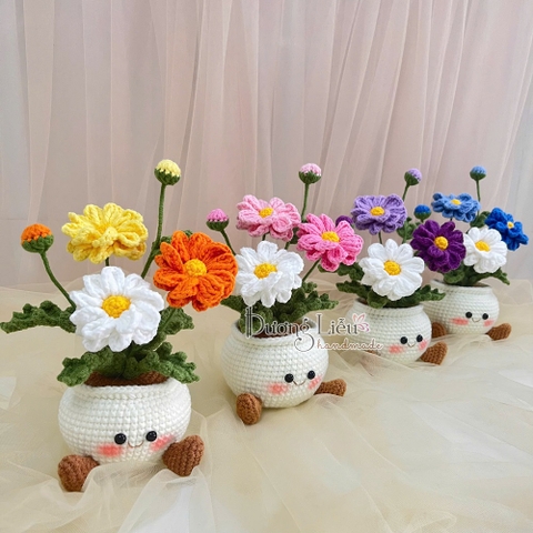 Chậu hoa cúc mặt cười lớn