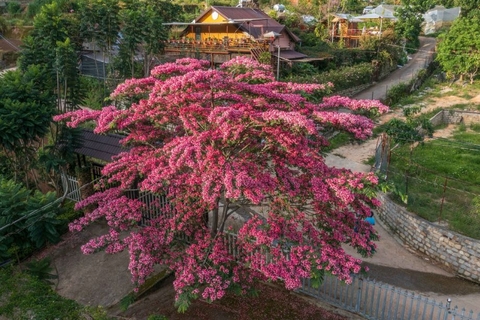 PHƯỢNG TÍM ĐÀ LẠT