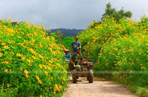 hoa dã quỳ Đà Lạt