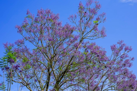 PHƯỢNG TÍM ĐÀ LẠT