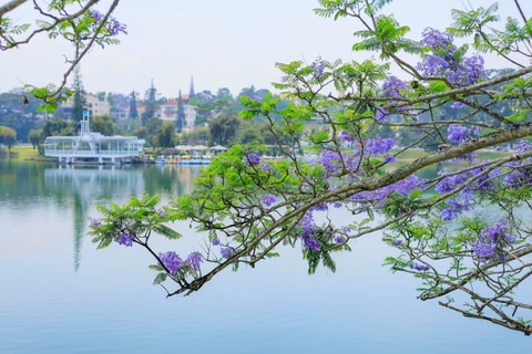PHƯỢNG TÍM ĐÀ LẠT