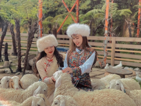 Nông trại cừu