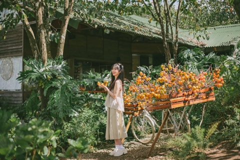 Mùa hồng Đà Lạt