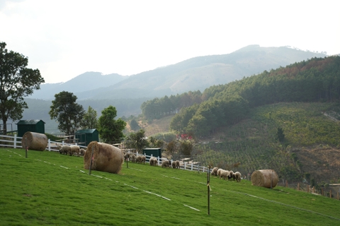Chika Farm