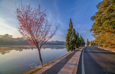 tháng 3 Đà Lạt