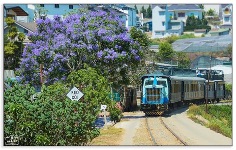 PHƯỢNG TÍM ĐÀ LẠT
