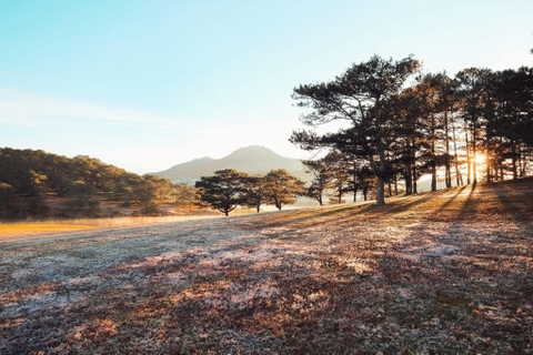 CỎ HỒNG ĐÀ LẠT