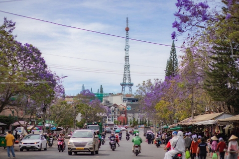 PHƯỢNG TÍM ĐÀ LẠT