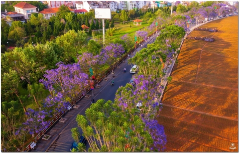 PHƯỢNG TÍM ĐÀ LẠT