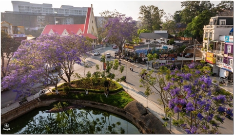 PHƯỢNG TÍM ĐÀ LẠT