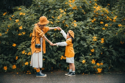 hoa dã quỳ