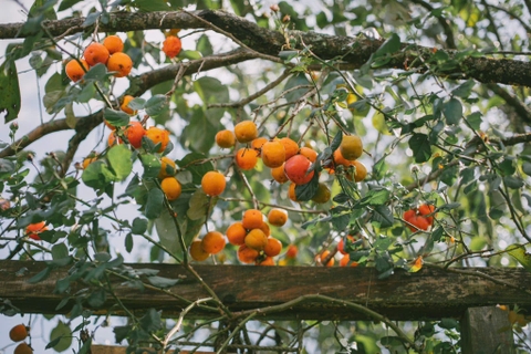 Vườn hồng Đà Lạt