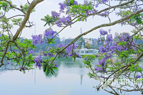 PHƯỢNG TÍM ĐÀ LẠT