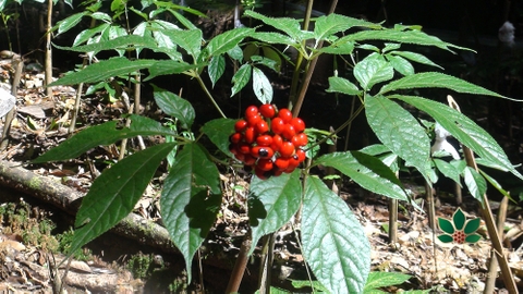 Sâm dây Ngọc Linh và những điều cần biết