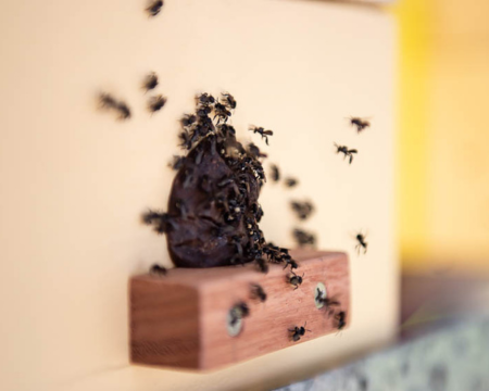 Điểm Đặc Biệt Của Cửa Tổ Loài Ong Dú