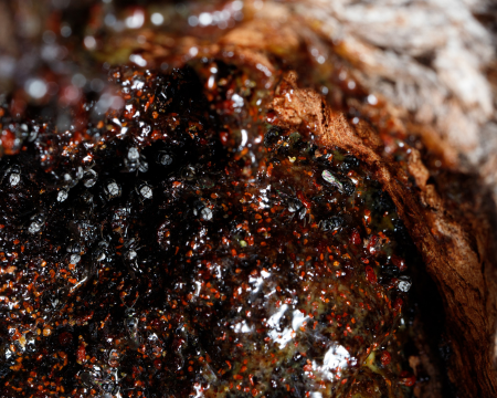 Keo Ong: Bí Mật Kháng Khuẩn Từ Thiên Nhiên