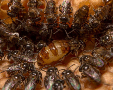 Vòng Đời Và Quá Trình Hình Thành Của Ong Dú Chúa